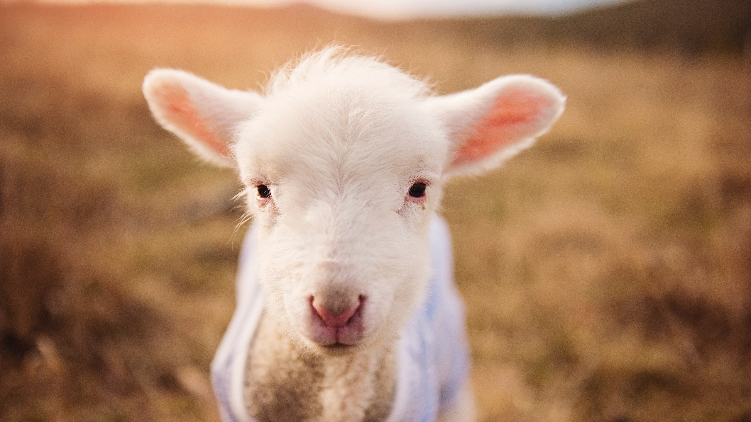 KAIYUNAPP-印度乒乓球队在男团比赛中与中国队激战，表现出色。，印度乒乓美女