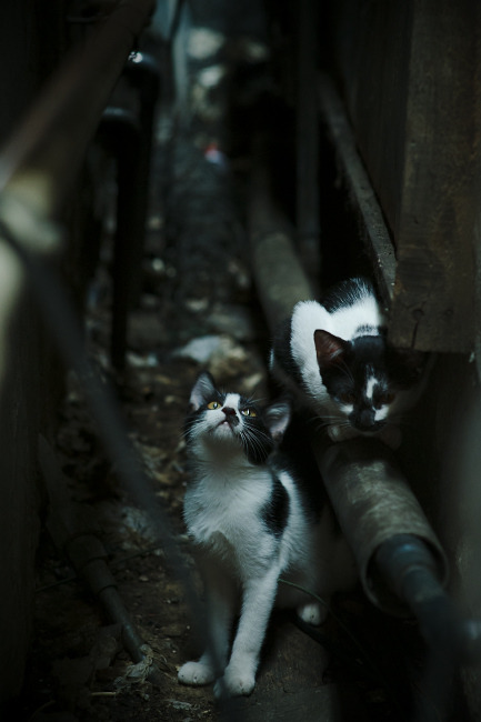 开云体育-意甲联赛热度不断攀升，国际影响扩大，意甲联赛集锦