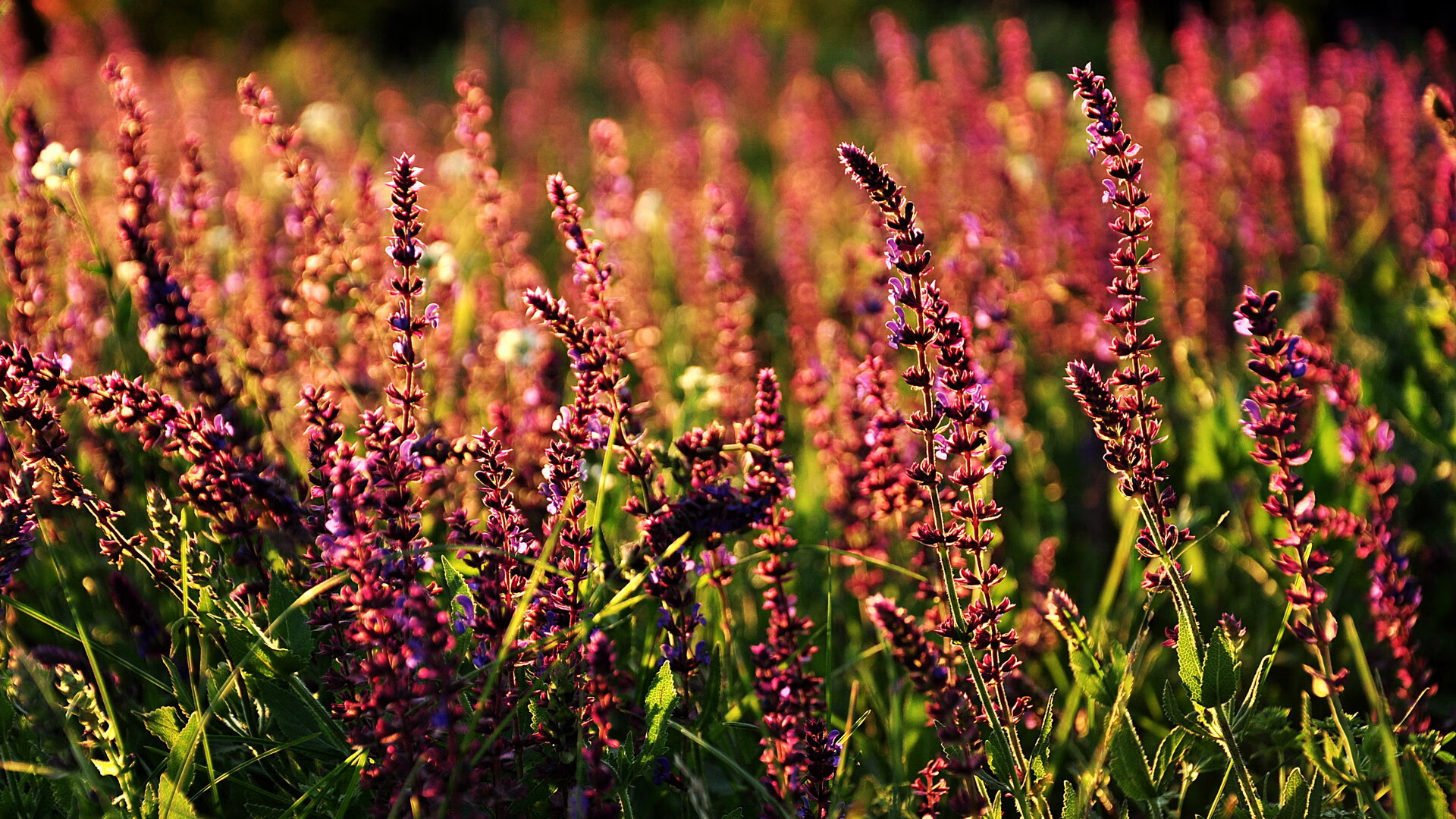 日本马术协会推出马匹健康管理系统，提升马匹福利。，日本马业