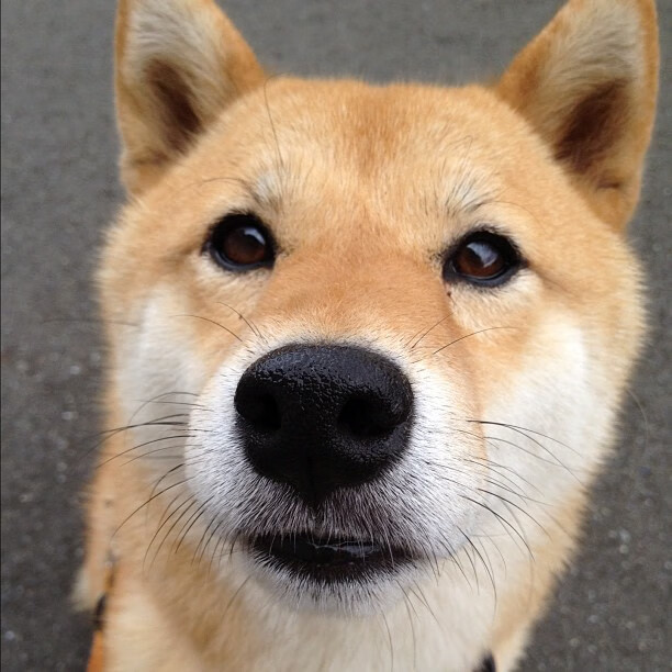 梅西伤愈复出,重返国家队征战世预赛,梅西国家队大赛决赛