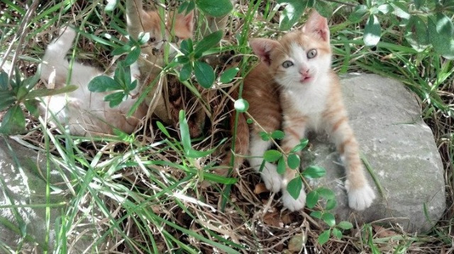 湖人总经理接受专访,详解球队建队思路,nba湖人总经理
