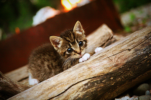 开云平台-西甲竞技水平提升，观众体验日益增强，西甲争冠分析