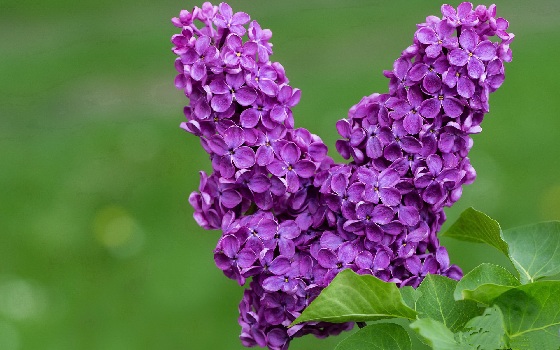 开云官网APP下载-迈阿密热火“铁血防守”让对手苦不堪言，季后赛值得期待！，迈阿密热火吧