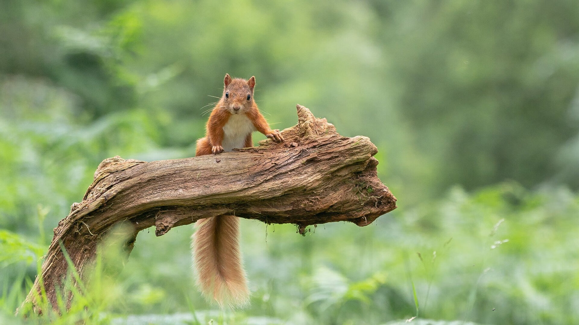 KAIYUN 中国大陆-骑士逆转凯尔特人！，骑士逆转凯尔特人