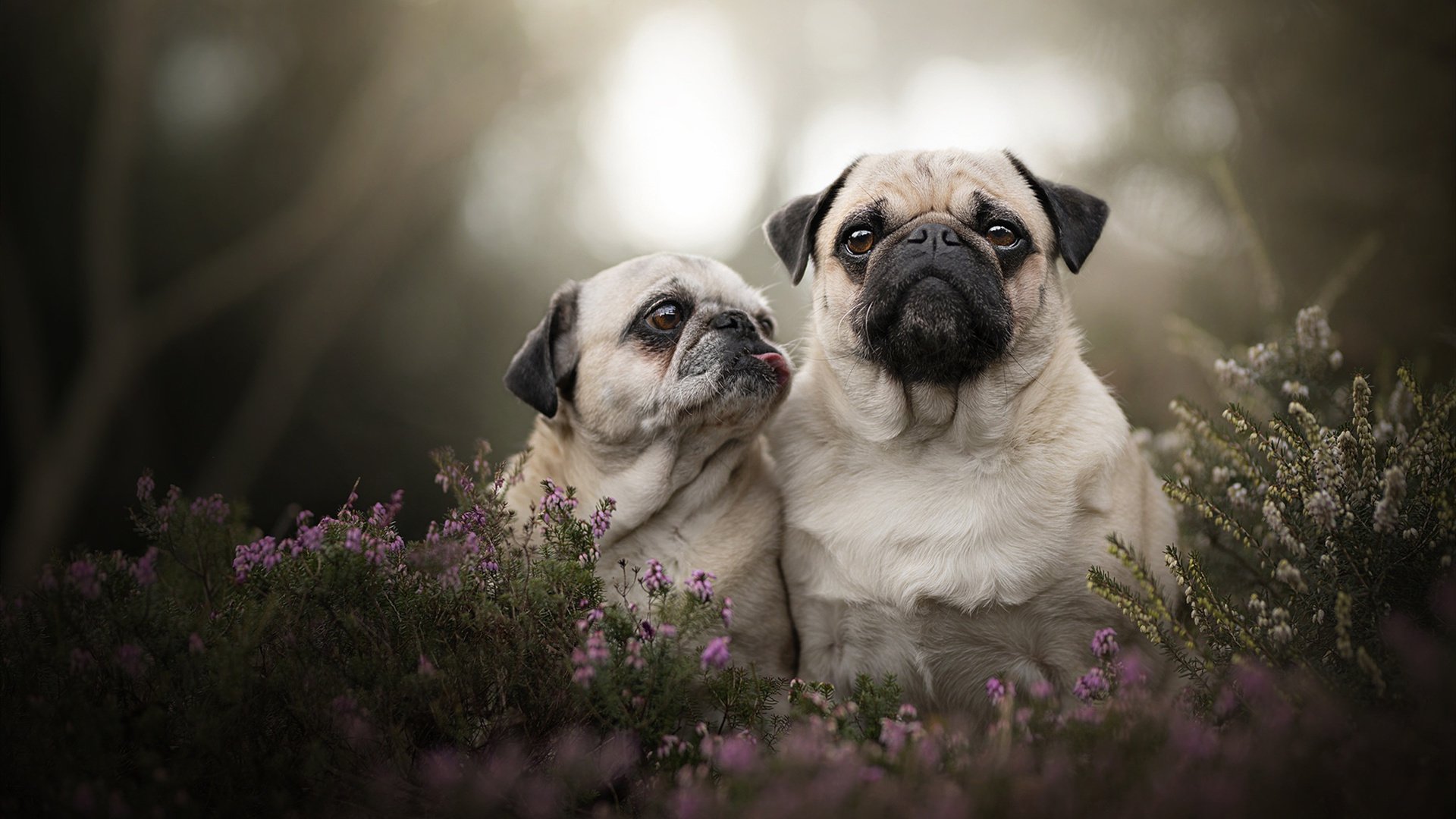 KPL战队社交媒体粉丝互动增强,kpl官方指定游戏社交平台