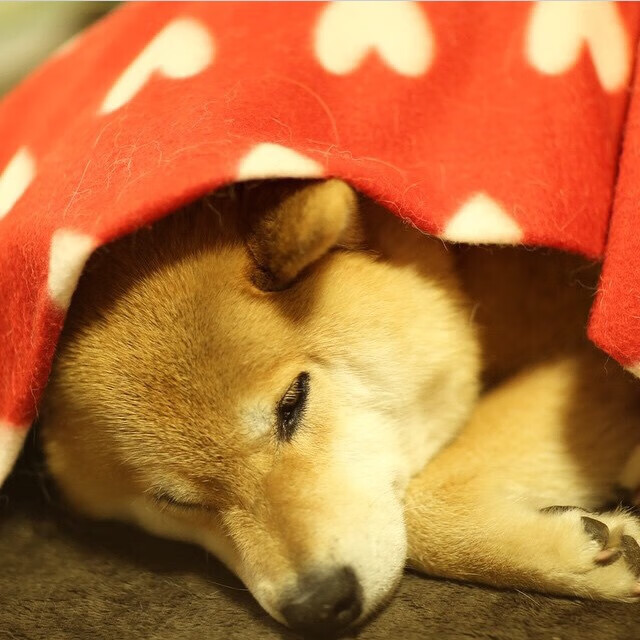 一场激烈对决，比分胶着一直到最后，比分视频