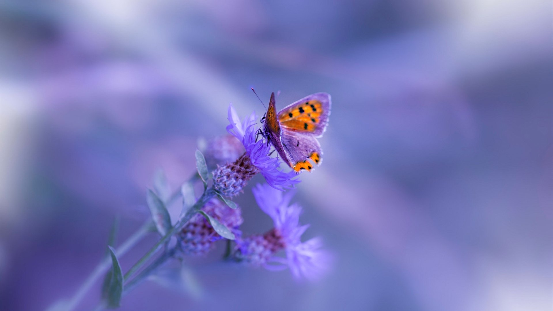 开云·Kaiyun网页版-佳木斯市边策轮地区迎来大连一方的挑战，悬念丛生！，佳木斯边防支队位置