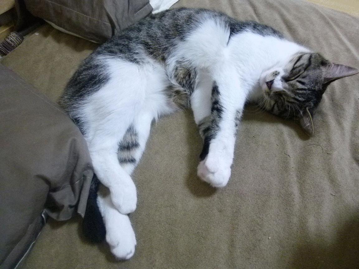 切尔西女足技术团队专业提升，切尔西女足夺冠