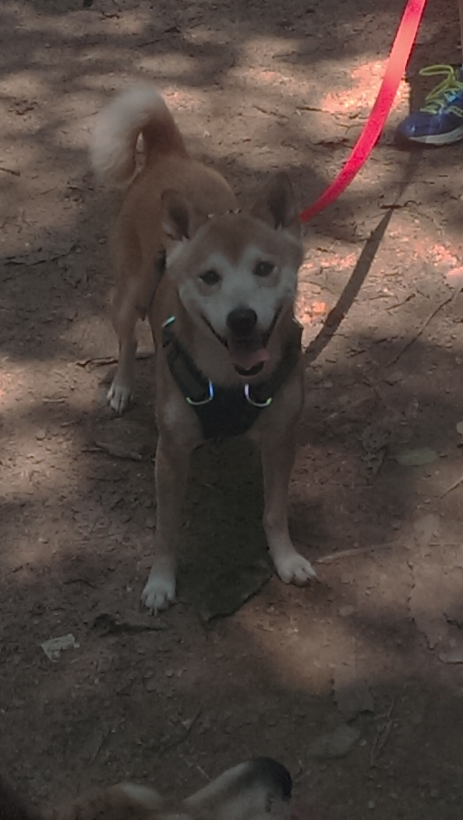 外援对CBA联赛影响分析，cba2020-2021外援规则