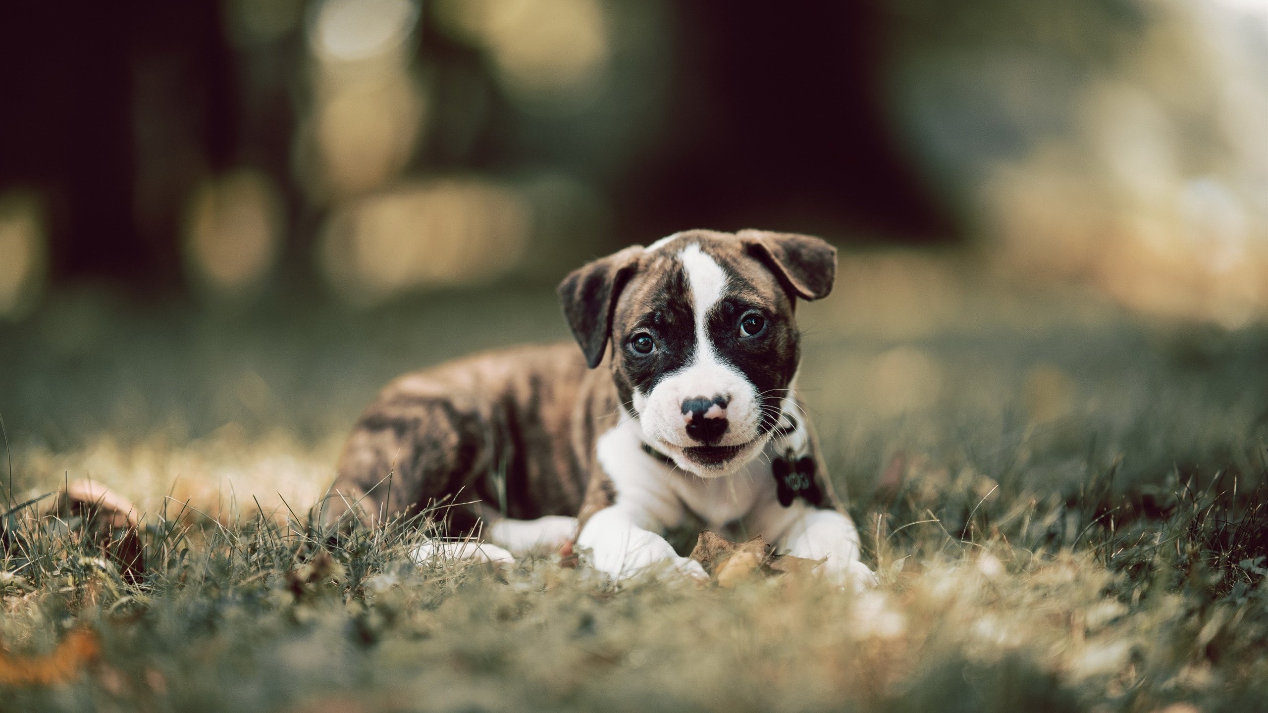 开云官方-新赛季比赛纷呈新亮点，呈现全新风采，关于新赛季