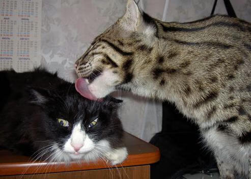 河床冲击联赛前列,河床冲刷线的定义