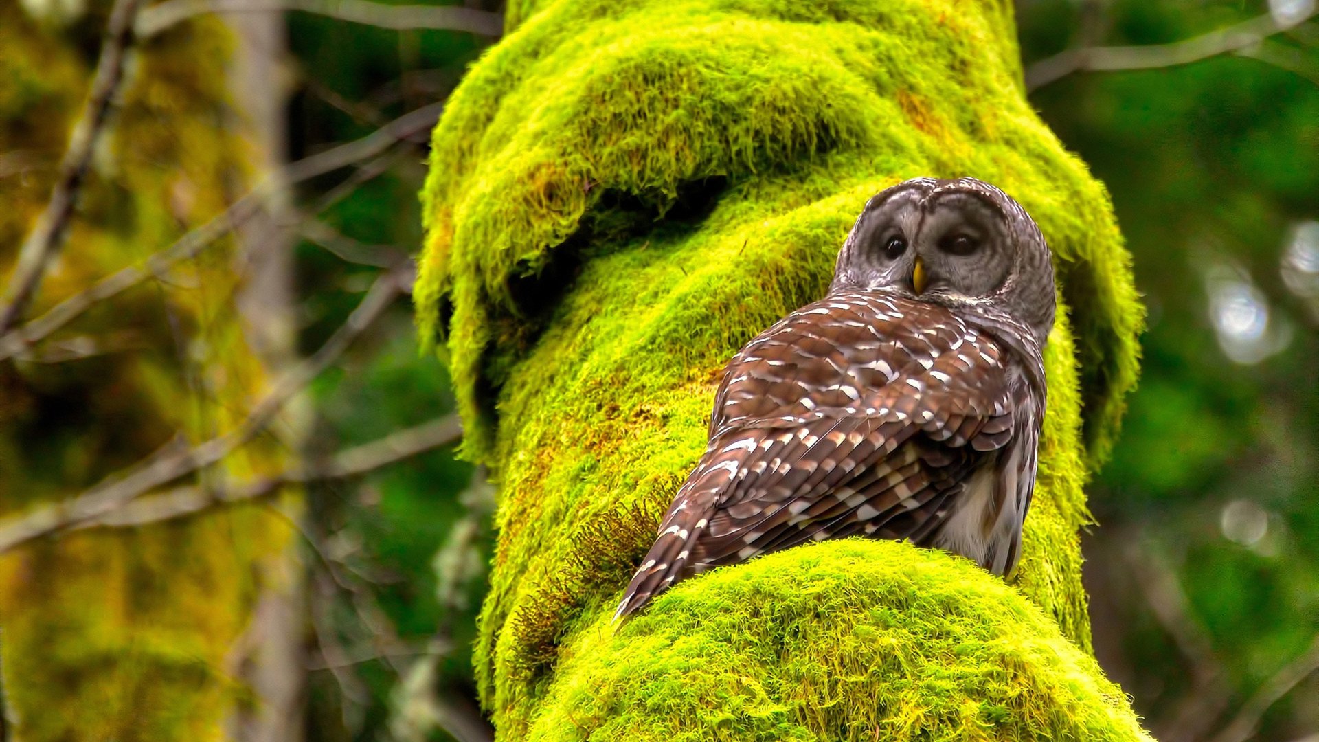 球队凭借个人能力取胜，四核心展现无敌，足球球队核心