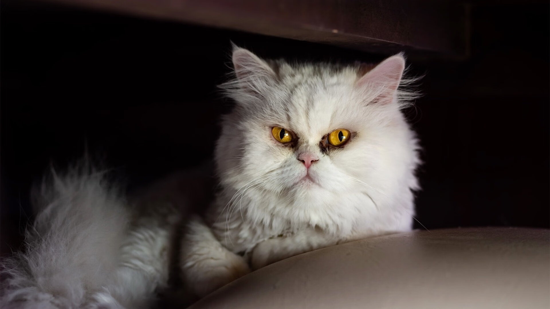 开云kaiyun-瓜达拉哈拉主场气氛堪比欧洲豪门，球迷热情高涨，瓜达拉哈拉vs莱昂