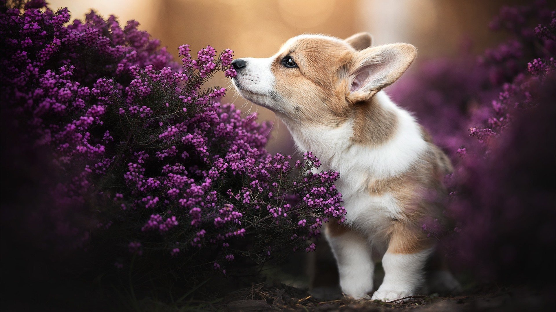 开云入口-篮网客场击败灰熊，厄文发威砍下分，篮网对灰熊今天比赛视频