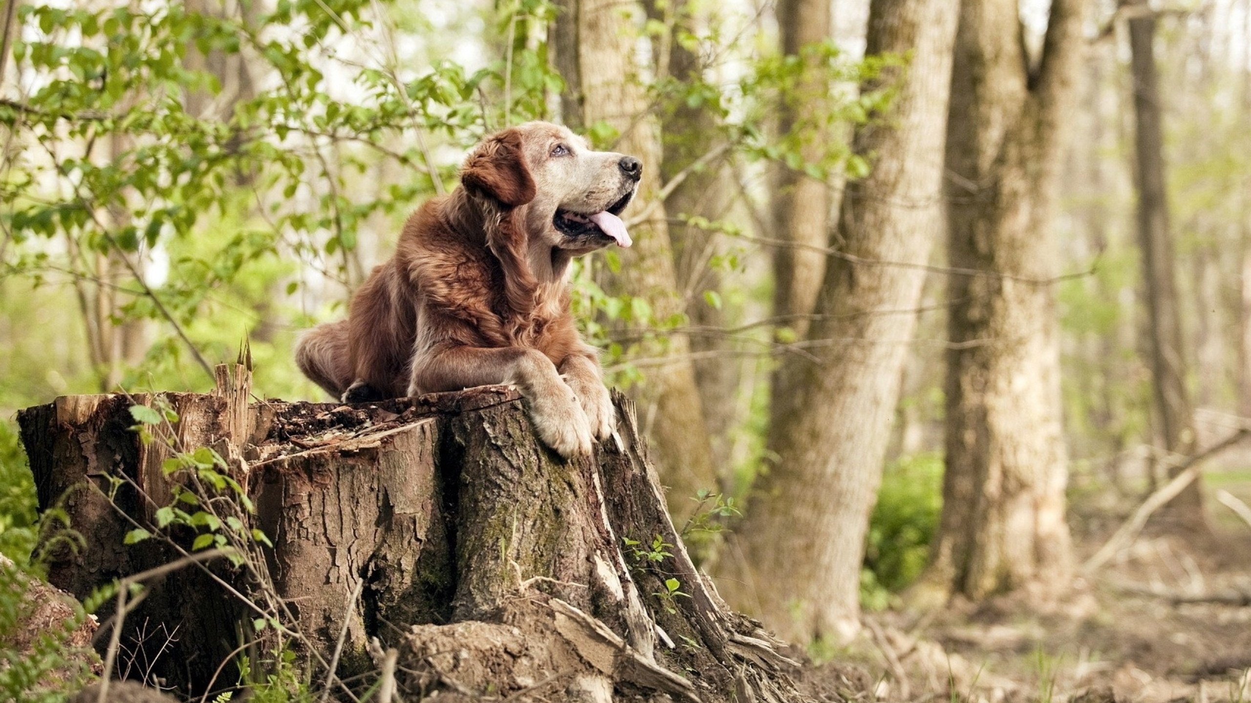 精彩绝伦!球队奋力拼搏迎接紧张比赛,紧张的足球比赛
