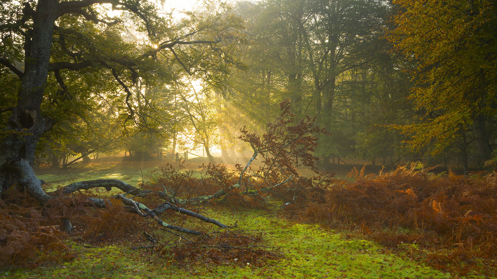 NBA赛季数据可视化展示,本赛季nba数据库