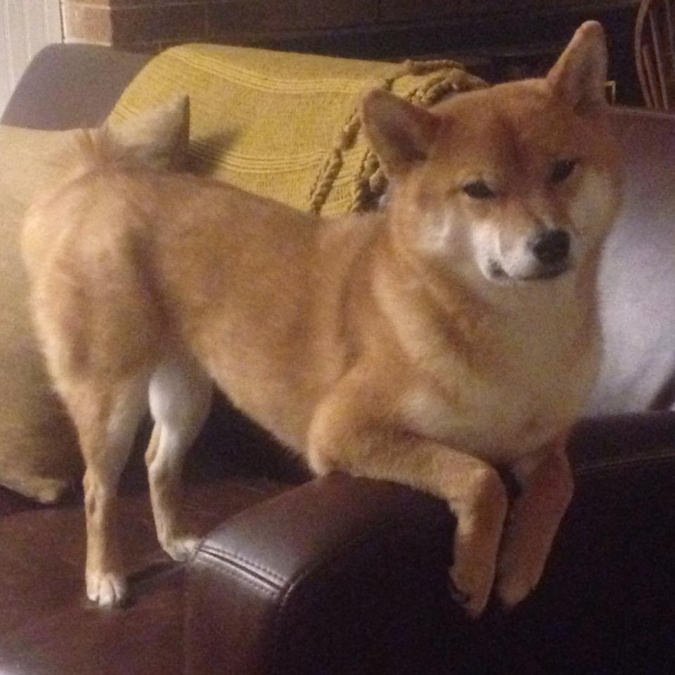 开云网页版-中国篮球职业联赛财务运营风险防控研究，篮球协会账务处理