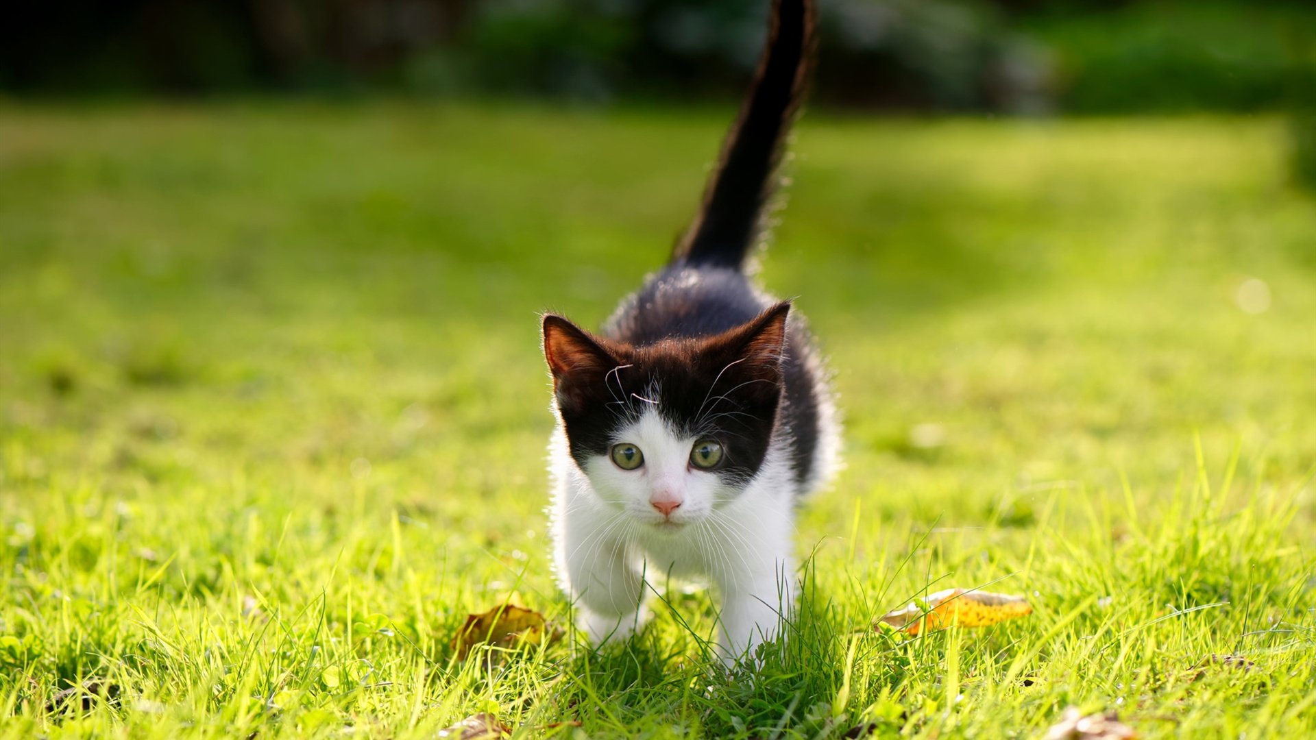 开云体育APP下载-青少年体育活动组织协调，实施青少年体育活动