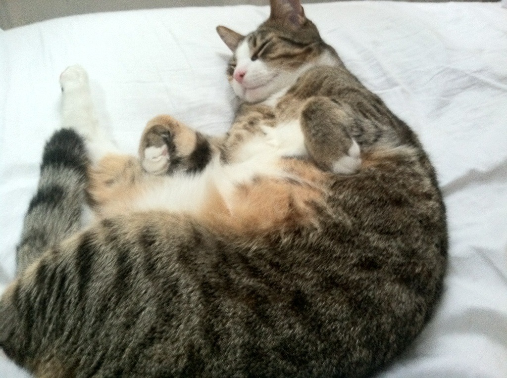 CBA球队加强康复管理引进理疗师团队保障健康恢复，cba康复师招聘