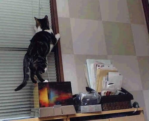 KAIYUNAPP-水球小组赛韩国连胜不断，水球小组赛晋级规则