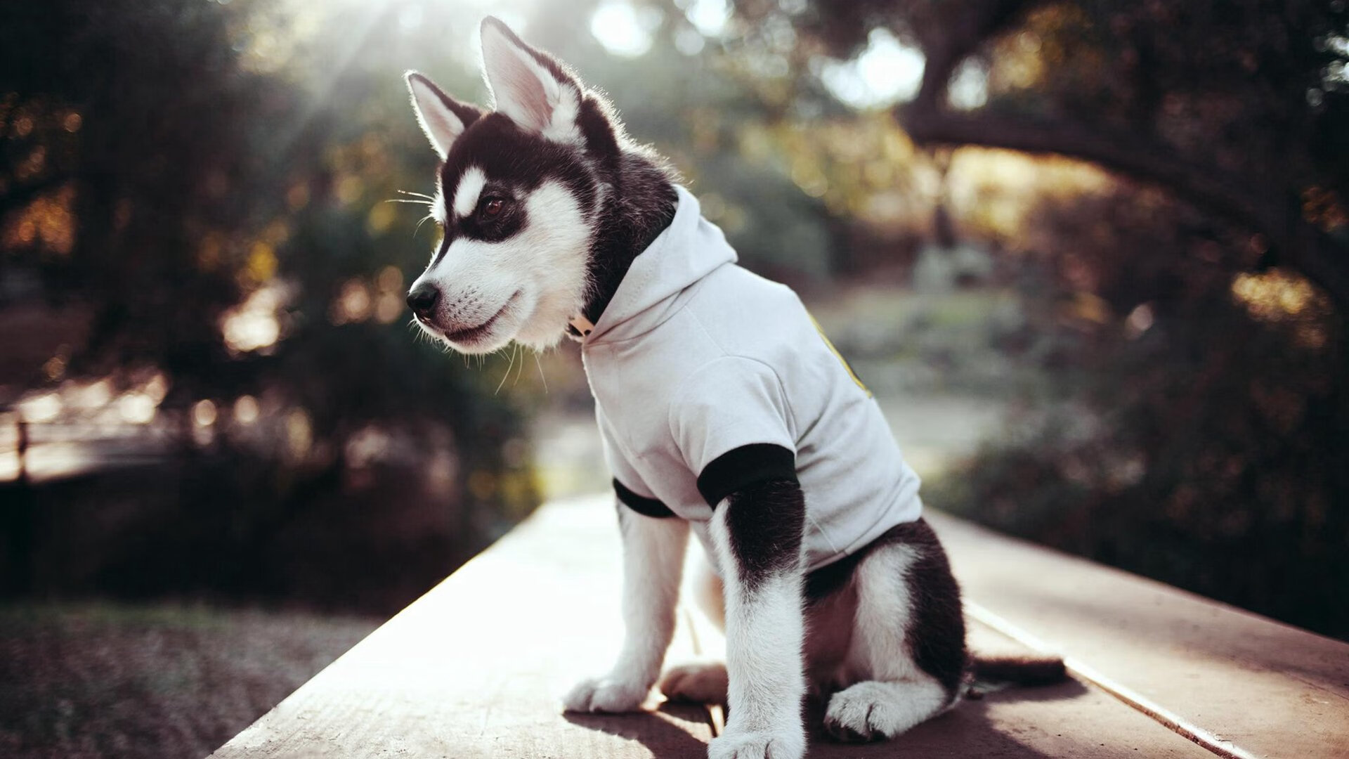 kaiyun体育综合-特色足球文化演出在全国巡展，弘扬体育精神和地方文化，足球特色学校文化