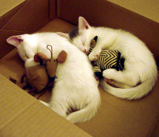 黎巴嫩男篮在西亚锦标赛中奋勇争夺，冲击奥运入场券，黎巴嫩篮球水平